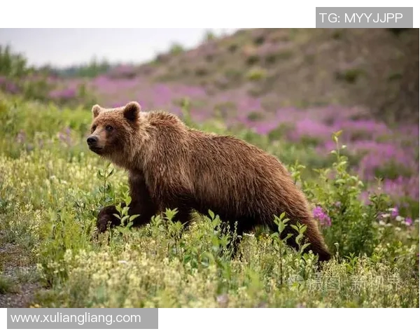 灰熊栖息地与生态保护:探讨北美森林中的超级捕食者生存挑战